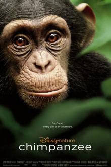 Chimpanzés